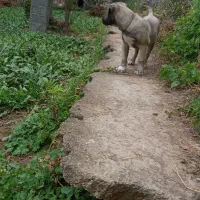 توله سرابی|سگ|رحیمآباد, |دیوار