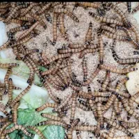 کرم سوپرورم سوپر ورم طعمه ماهی گیری