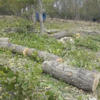 خرد چوب ودرخت