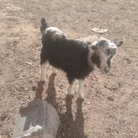 فروش یکعددبزغاله خرج خور دوماهه نر