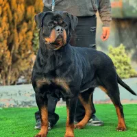 سگ روت|سگ|بومهن, |دیوار