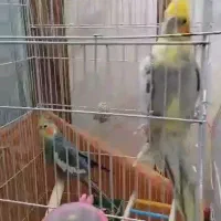 عروس هلندی|پرنده|خاش, |دیوار