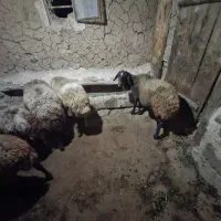 گوسفند ماده|حیوانات مزرعه|ماهنشان, |دیوار