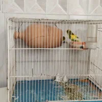 مرغ عشق جفت با قفس و لوازم همه با هم ۵۰۰