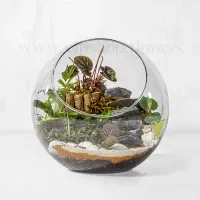 فروش ظرف تراریوم