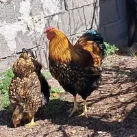 ویاندوت جی اس جی فول کیفیت