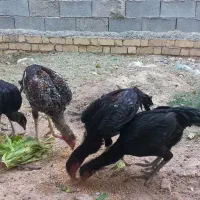 مرغ وخروس لاری اصل|حیوانات مزرعه|شیراز, جمال آباد|دیوار