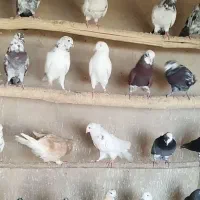 فروش فوری ۴۰عدد کفتر نر پرشی دونه ای۶۰۰