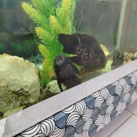 ماهی|ماهی|بیرجند, |دیوار