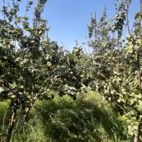به درجه یک پیربکران|خوردنی و آشامیدنی|اصفهان, باغ دریاچه|دیوار