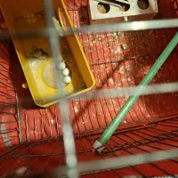 طوطی|پرنده|بدره, |دیوار