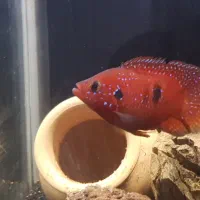 جوئل فیش مولد