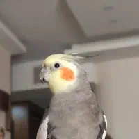 گمشده مژدگانی میلیونی