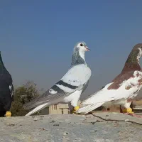 چهار عدد کفتر قلدر پرشی بشرط