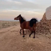 مادیون کورد|اسب و تجهیزات اسبسواری|ارومیه, |دیوار