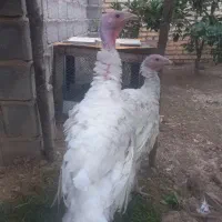 بوقلمون بیوتی ماده|حیوانات مزرعه|مزرعه کتول, |دیوار