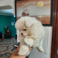 توله‌پامرین‌دوسر‌خرسی‌خالص|سگ|طرقبه, |دیوار