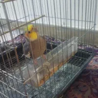 عروس هلندی|پرنده|رباط‌کریم, رباط‌کریم|دیوار