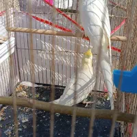 جفت عروس هلندی|پرنده|هندیجان, |دیوار