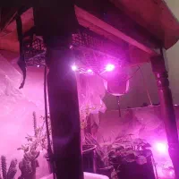 Led رشد گیاه