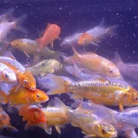 آکواریوم ماهی کوی