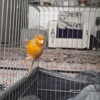 قناری دارچین سرخ نر|پرنده|کرمان, |دیوار