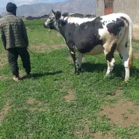 گاو هلشتاین بلژیکی نزدیک به زایمان