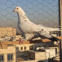 کفتر کبوتر|پرنده|اسلام‌شهر, شهرک سعیدیه|دیوار