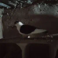 کفتر  رنگه قشنگ ۵ عدد فقد تماس بگیرید|پرنده|رضویه, |دیوار