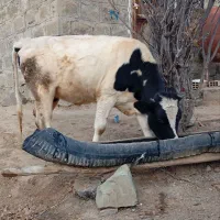 فروشی|حیوانات مزرعه|چهاردانگه (آذربایجان), |دیوار