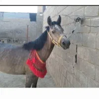 اسب مادیان|اسب و تجهیزات اسب‌سواری|شیراز, منصورآباد|دیوار