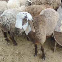 قوچ چینی داشتی