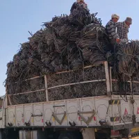 گروه کارگران مخلص