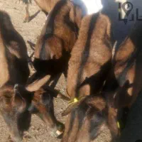 دو عدد بز آلپاین