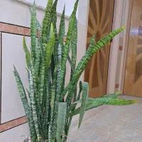 تعدادی گل آپارتمانی  با قیمت مناسب به فروش می رسد