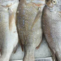 خدمات بسته بندی و فروش ماهی و میگو صید خلیج فارس