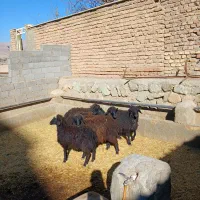 ۵راس بره ریز قلم ۲۵کیلویی