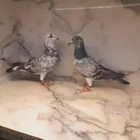 کفتر سوسکی بزک طوقی هفت رنگ سار فری|پرنده|مشهد, قائم|دیوار