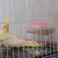 جفت عروس هلندی لوتینوجوان قناری سهره گرینچیک پرنده