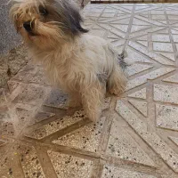 واگذاری شیتزو|سگ|سبزوار, شرق کال عیدگاه|دیوار