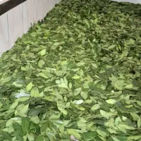 برگ بوی شما را خریداریم