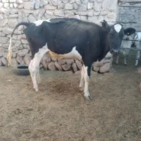 گاو شیری|حیوانات مزرعه|بیرجند, |دیوار