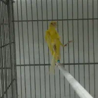 قناری نژاددار|پرنده|بهار, |دیوار