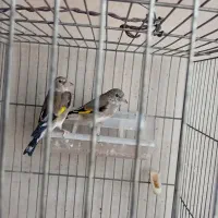 جوجه سهره نر|پرنده|خمینیشهر, |دیوار