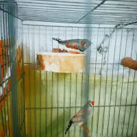 فنچ کینگ کاکلی|پرنده|بهارستان, |دیوار