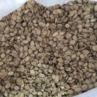 بذر هندوانه