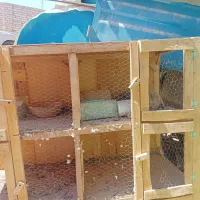 جفت کنی گنجه