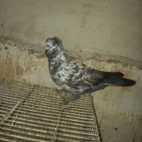 کبوتر پرشی|حیوانات|شیروان (خراسان), |دیوار