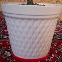 گل‌ دیفن|گل و گیاه طبیعی|اصفهان, ابر|دیوار