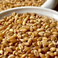 گندم و جو